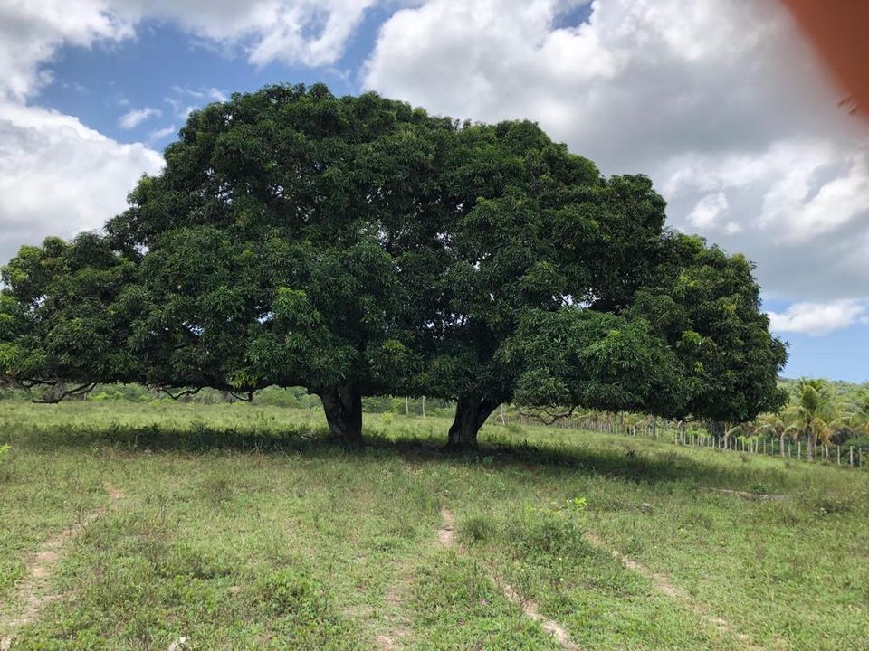 Foto - Cachoeira - Santiago do Iguape